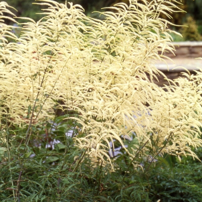 Aruncus dioicus \